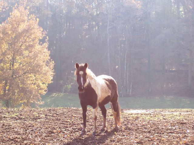 Bétina en hiver