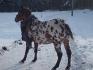 Ma Lola d'amour... Nouvelle méthode pour monter à cheval... Hein...