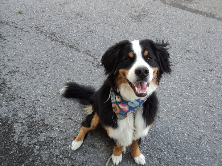 mon chien balou