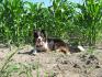Ma chienne devant un champs de bl&eacute; d'inde (photo digne d'un...