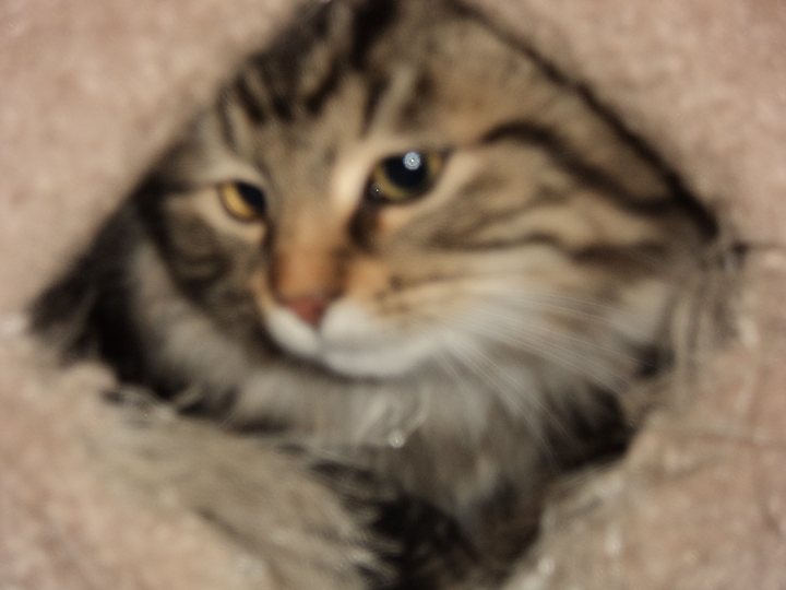 mon petit chat toffu dans sa petite cabane !