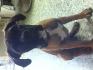 chien