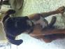 chien