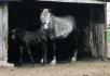 Gandalphe, le cheval de Gandalphe (justement)...