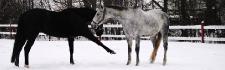 Sapporo et Albert
