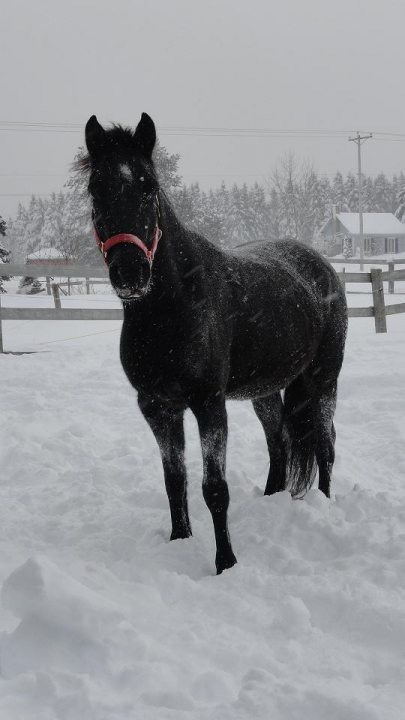 Vive la neige! Au moins il aime ça lui ;p