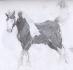 Un poulain gypsy cob