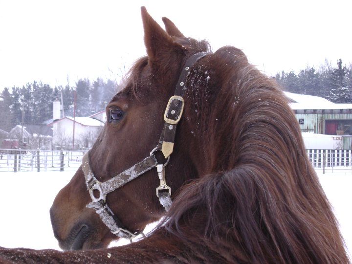 kama qui espionne les autres chevaux