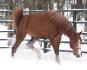 Ma nouvelle pouliche arabe Sara qui joue dans la neige!