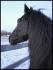 gros mamouth qui sent lair frais