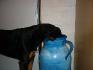ma chienne qui cherche un de ses jeux  xD