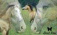 wowo sa c un montage dune amie a ma cousine