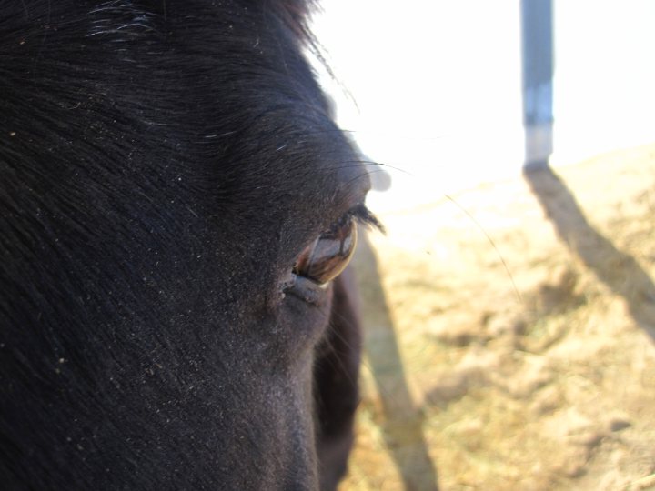 Poney. Annabelle la ponette