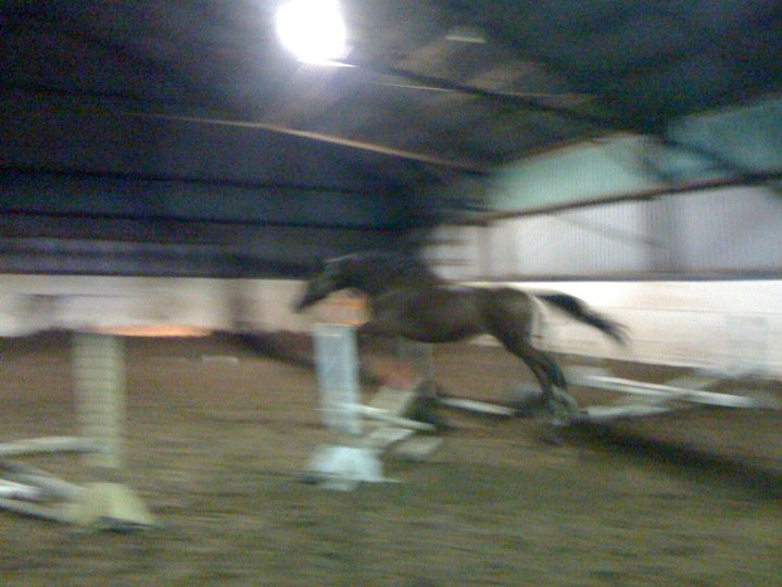 Mon cheval en liberté qui s'amuse à sauter aller-retour le p'tit...