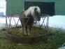 Notre poney, avec son imagination sans limites!...