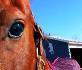 si vous aimer voter ou commenter mon cheval...