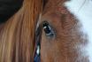 Shakrim le cheval de Sophie :D 