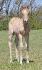Miss Hollywood Charm, le cheval de reining de mon...