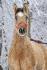 Miss Hollywood Charm, le cheval de reining de mon...