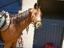 ah qu'il est beau ce pitit cheval ... 