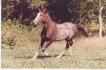 C'était un cheval à mon grand-père