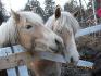 mon poney avec sa demie-soeur ki mettais pretter