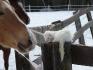 Mustang qui fait connaissance avec mon furet...
