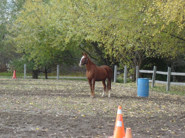 Mon cheval Dans le paddock :)
