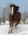 &Eacute;za au petit galop