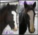 Midnight et Lily