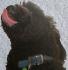 Ma chienne Zia
