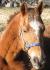Little Cody Star