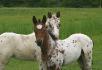 Indigo(mon cheval) et son demi frère lorsqu'ils...
