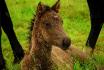 Le beau Berlioz :)
