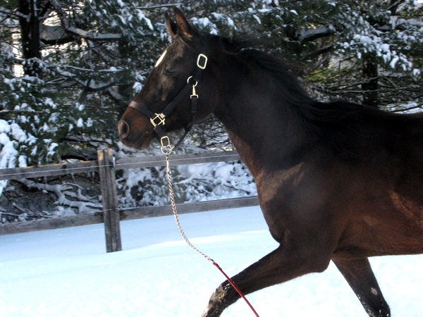 Bailey's warmblood 3 ans