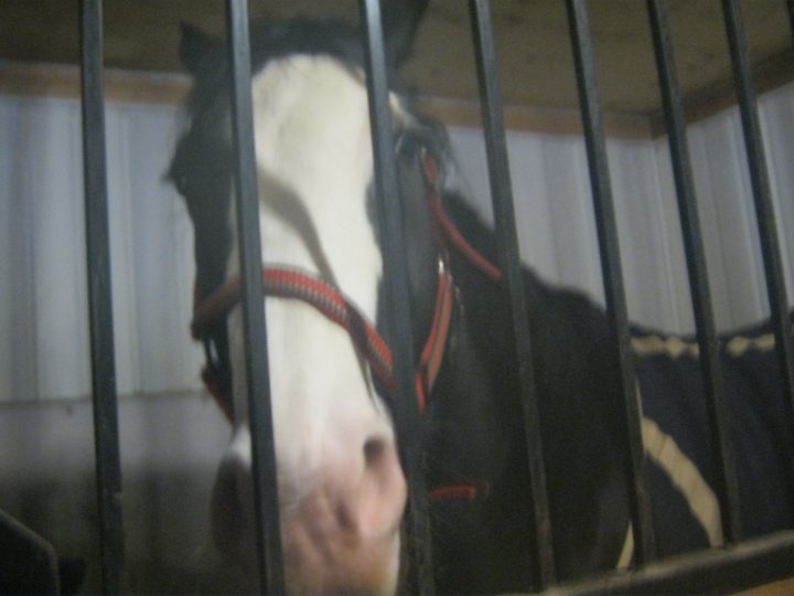 C'est Star, ce n'est pas mon cheval, c'est celui de Léo. C'est...