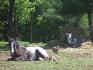 pas facile la vie de chevaux au prés