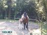 lambada et Aloa trop mimi !
