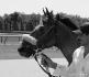 Padgett...un thoroughbred de course à Saratoga.