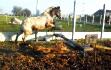 Ce poney je l'adore ! 
