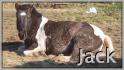 Jack qui fait la sieste!!