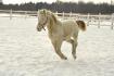 Au p'tit galop cocote! 
