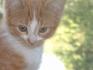 pif  (chat)