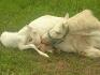 Encore Ma Blanche-Neige et son poulain Ivory !
