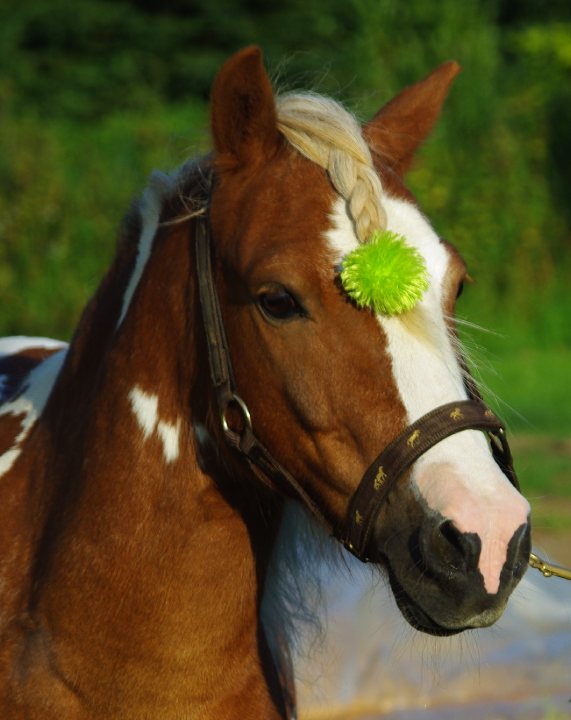 Poney, galop. Mon ancien poney ,c'est avec lui que j'ai fait mon premier galop...