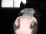 Harry Potter s'comme le plus mignon des poneys :)