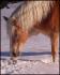 Ma ponette dans la neige <3