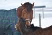 «QUOI?  Ça vous dérange que je bouffe le poney?»
