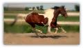 Pour tout ceux qui adore les PaintHorse. &#9829;