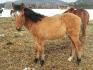 Sheriff mon Kiger Mustang à 9 mois